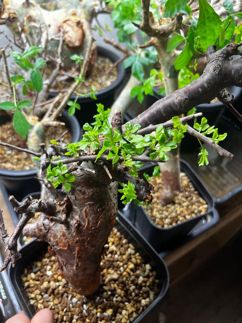 クリスマスセールコミフォラオブロンギフォリア - メルカリ