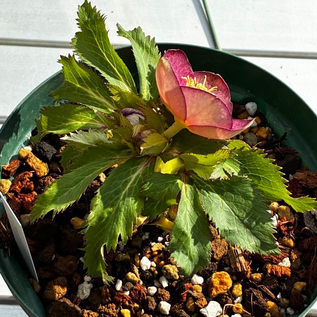 u*0様 541☘️蕾花タグ付☘️極上⭐️SD⭐️蜃気楼交配⭐️小輪⭐️紅赤/ゴ