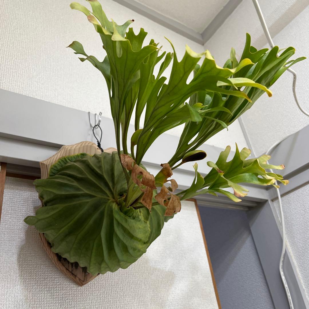 リドレイ Ridleyi d2c48c7aeb78c3301803514e1197de