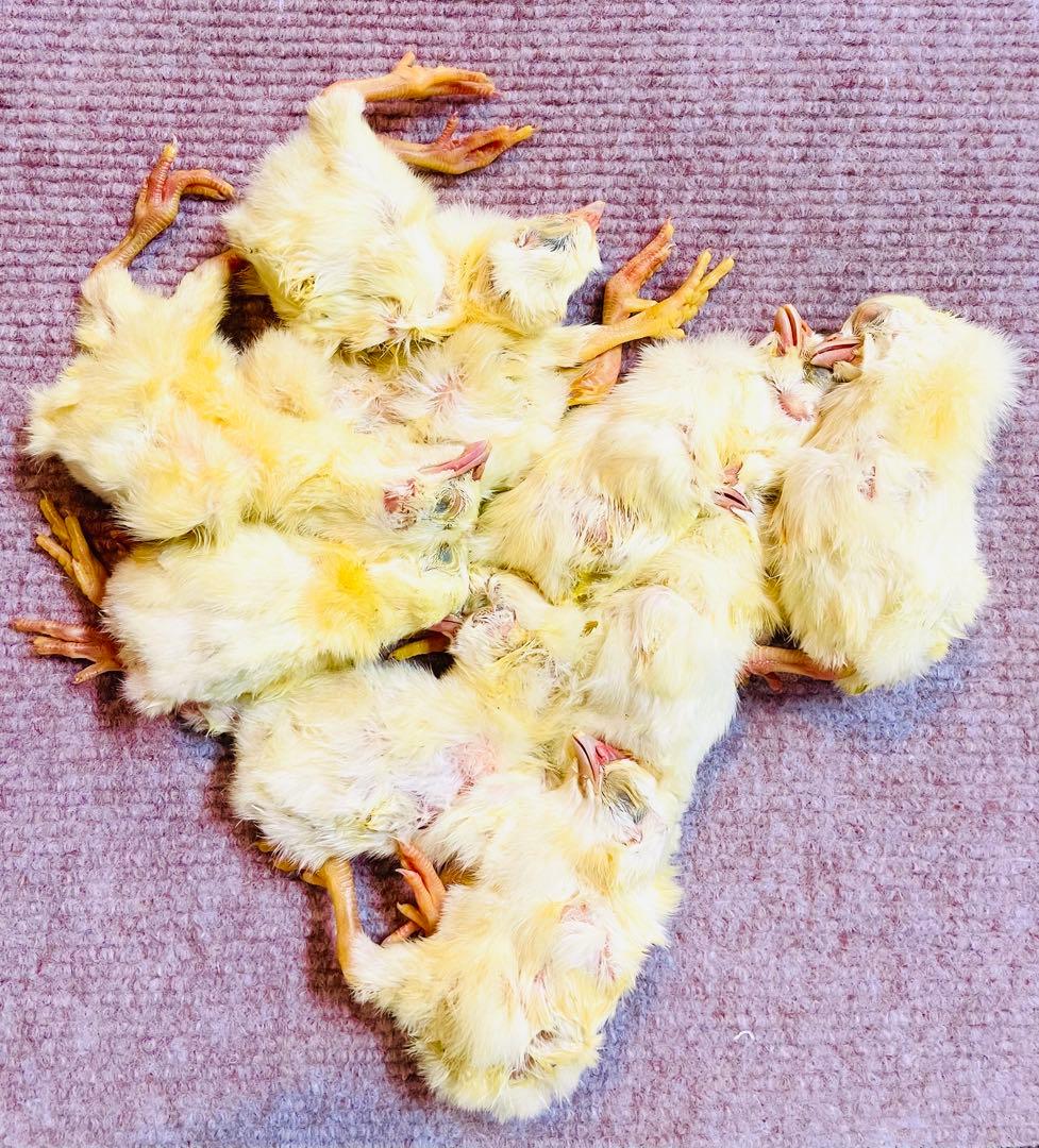 リピート購入で＋10羽】 送料無料 国産 新鮮安全 冷凍ひよこ 50羽