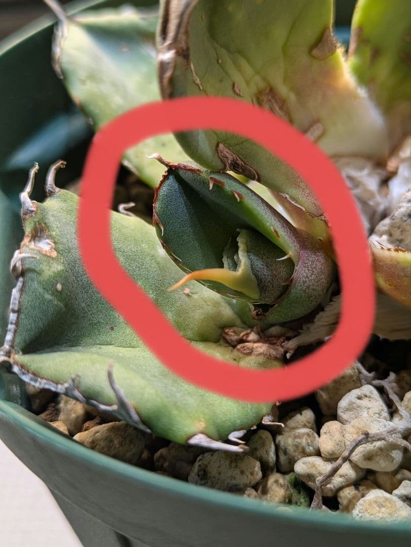 元*様 アガベ オアハカ現地球 子株 コヨーテ産