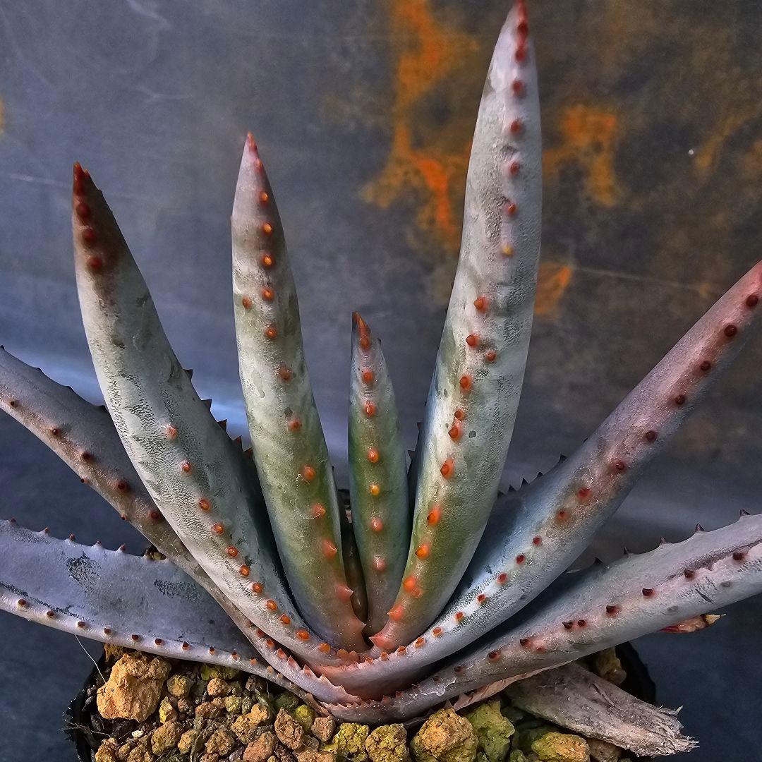 多肉植物 アロエ属 コンプレッサシストフィラ(ビグザム交配) - メルカリ