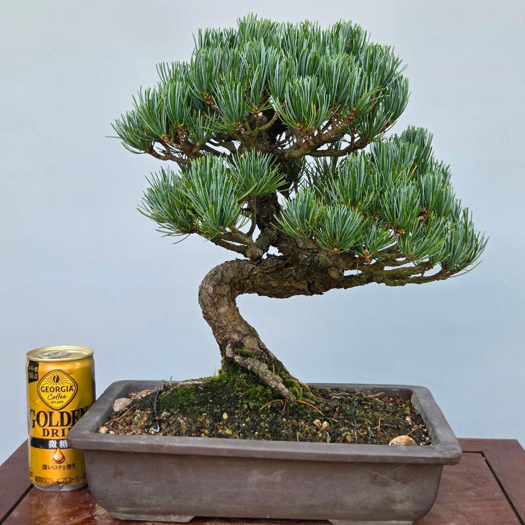 宮島五葉松 八房五葉松 銀八 [模様木] 貴風盆栽 - メルカリ