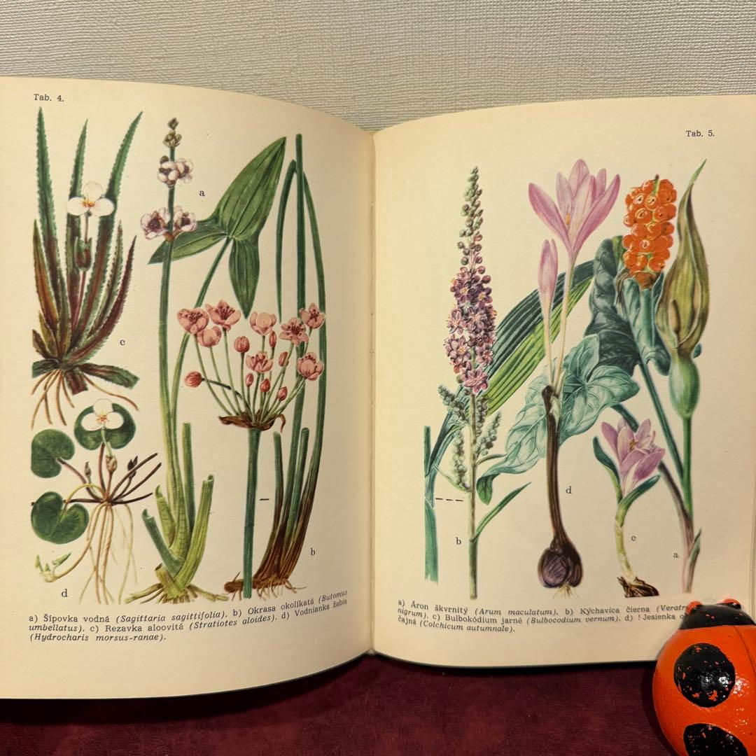 25②1965年チェコ植物図鑑 ジャンクジャーナル ボタンニカル 洋書古書