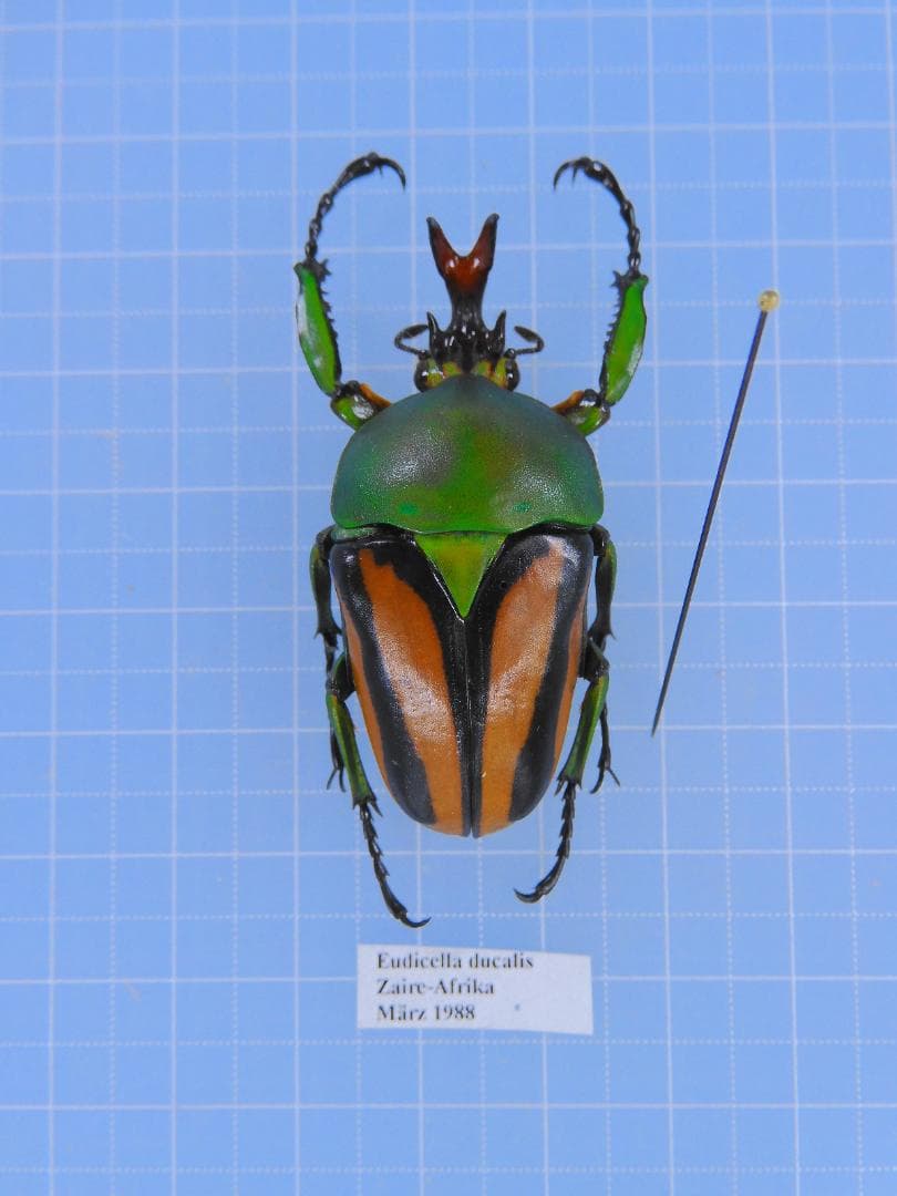 デュカリスサスマタカナブン　45mm 動物一覧｜【フィールドガーデン】小動物・昆虫を飼うなら東京町田の