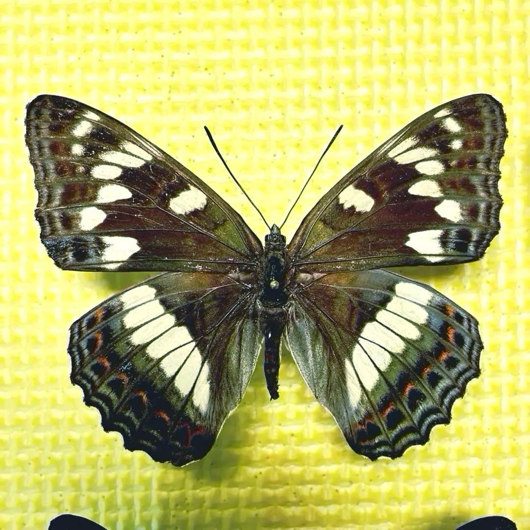蝶標本 北海道産オオイチモンジ♀4頭 採集品 - メルカリ