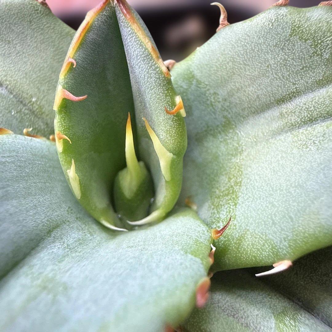 1 アガベ 青葉 オテロイ実生 選抜 チタノタ オアハカ ブルー - メルカリ