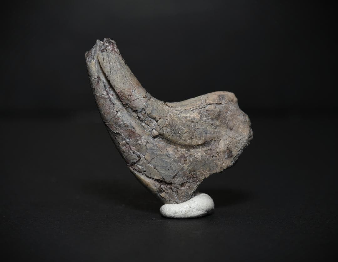 超希少・博物館級！デイノニクスの鉤爪と歯の化石　値段交渉可能 超希少・博物館級！デイノニクスの鉤爪と歯の化石 値段交渉可能 超希少