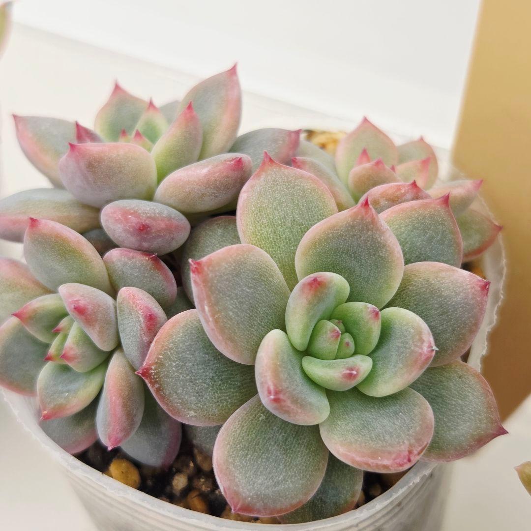 a*4様 ⑩大きめ ももホイップ❣️ミニマカロン交配❣️桃コロ❣️発根