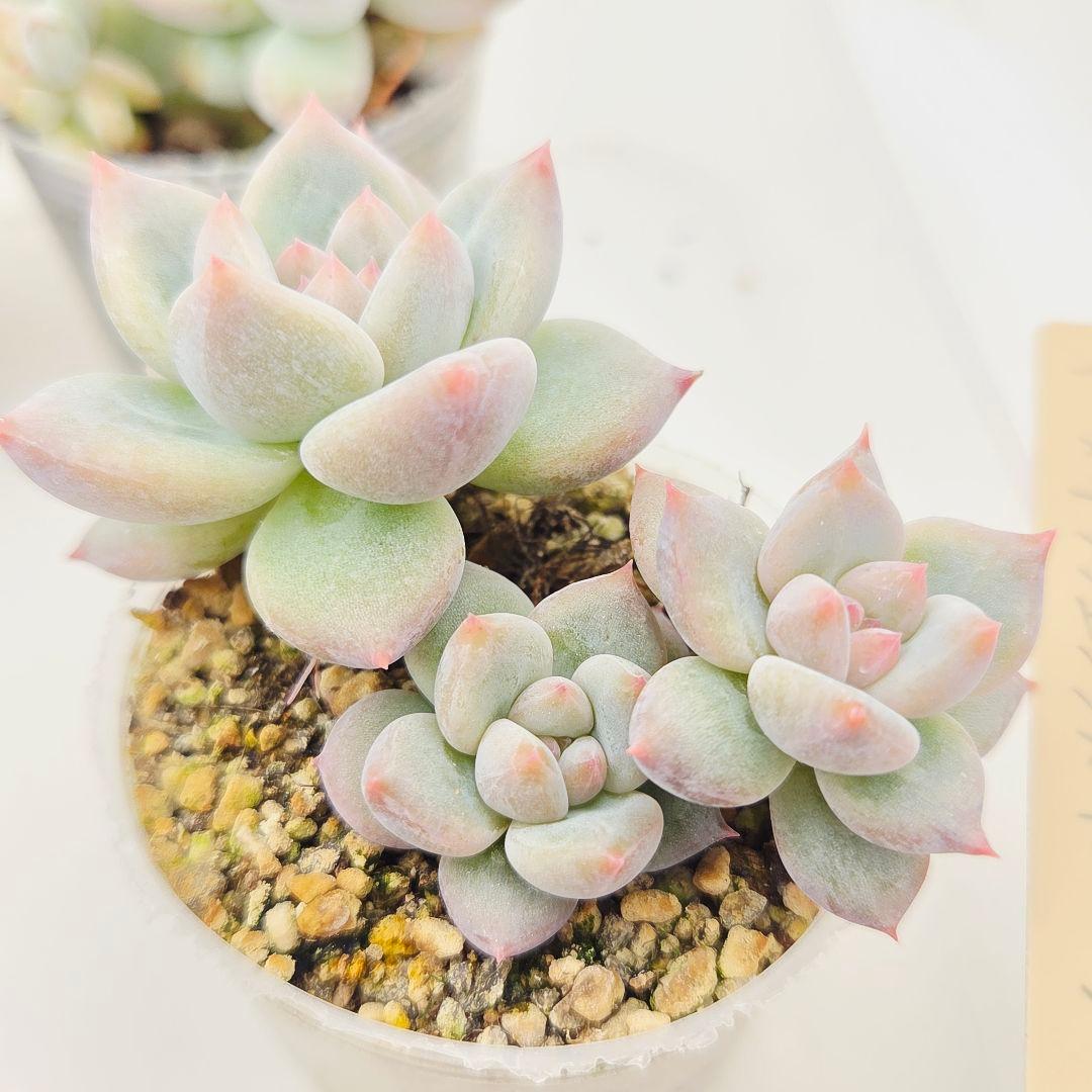 a*4様 ⑩大きめ ももホイップ❣️ミニマカロン交配❣️桃コロ❣️発根