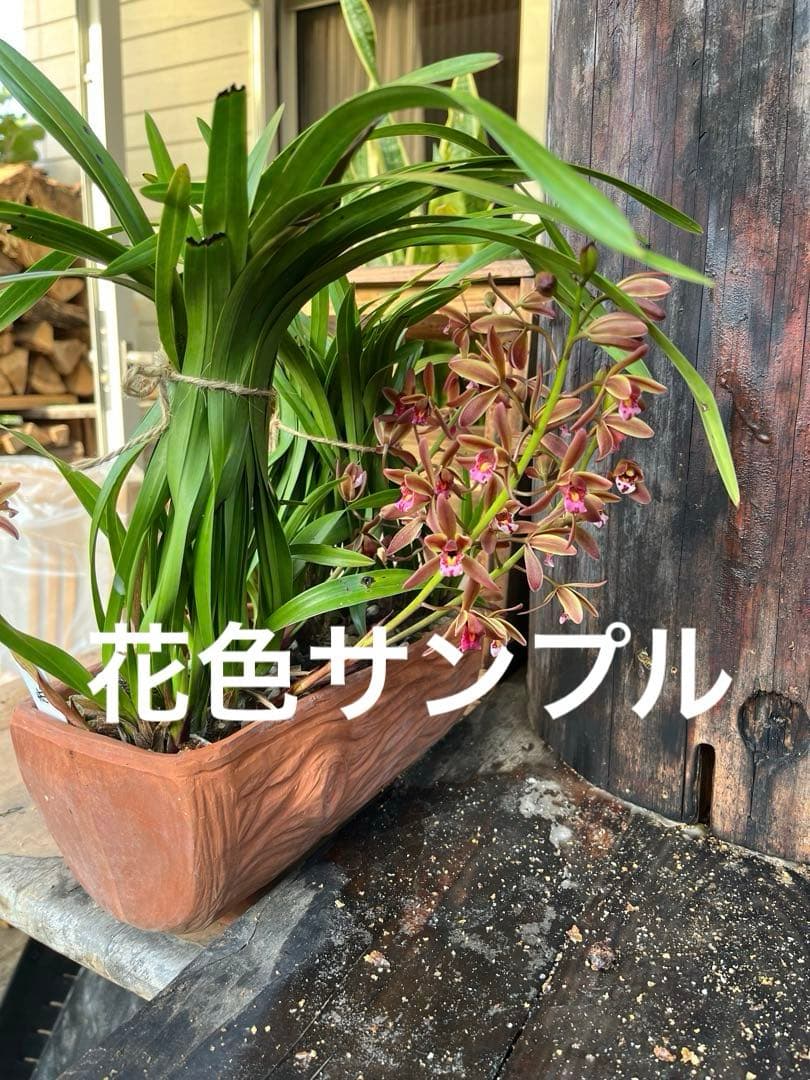 ⭐️キンリョウヘン 大株 新芽あり。（花芽か不明、花色→赤または黄