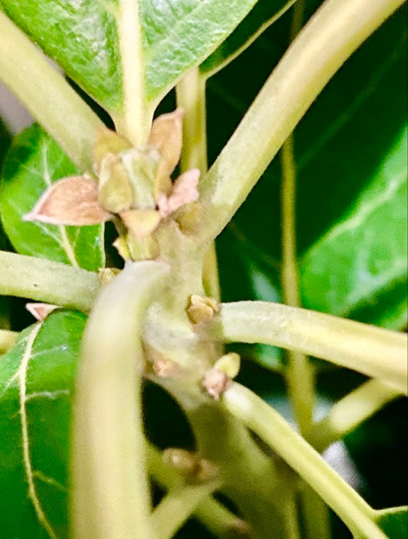 アボカド苗木 Bタイプ ➂ベーコン接木