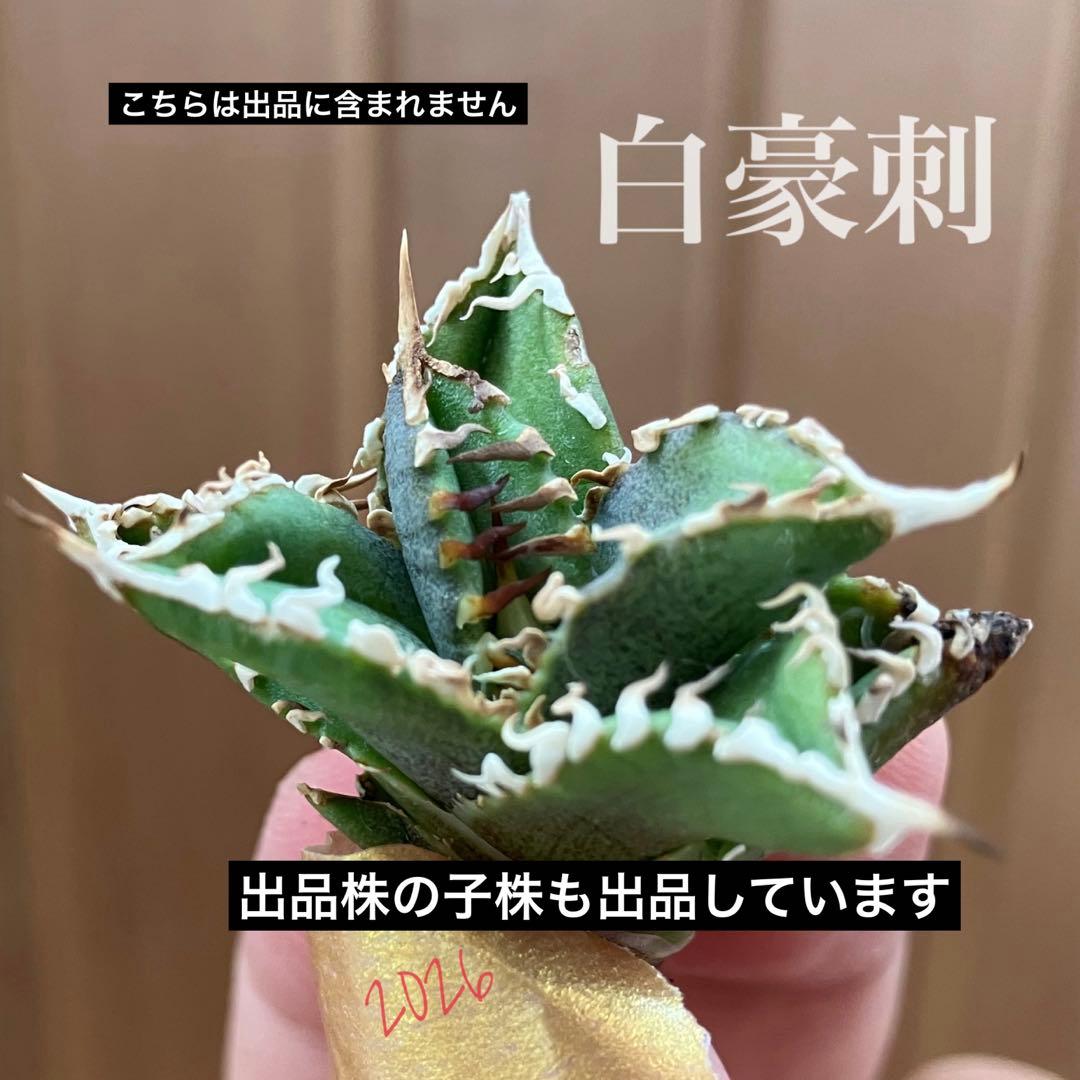 初売り】64 超選抜 太棘 子株付き コンパクト アガベ 白豪刺TC 匿名