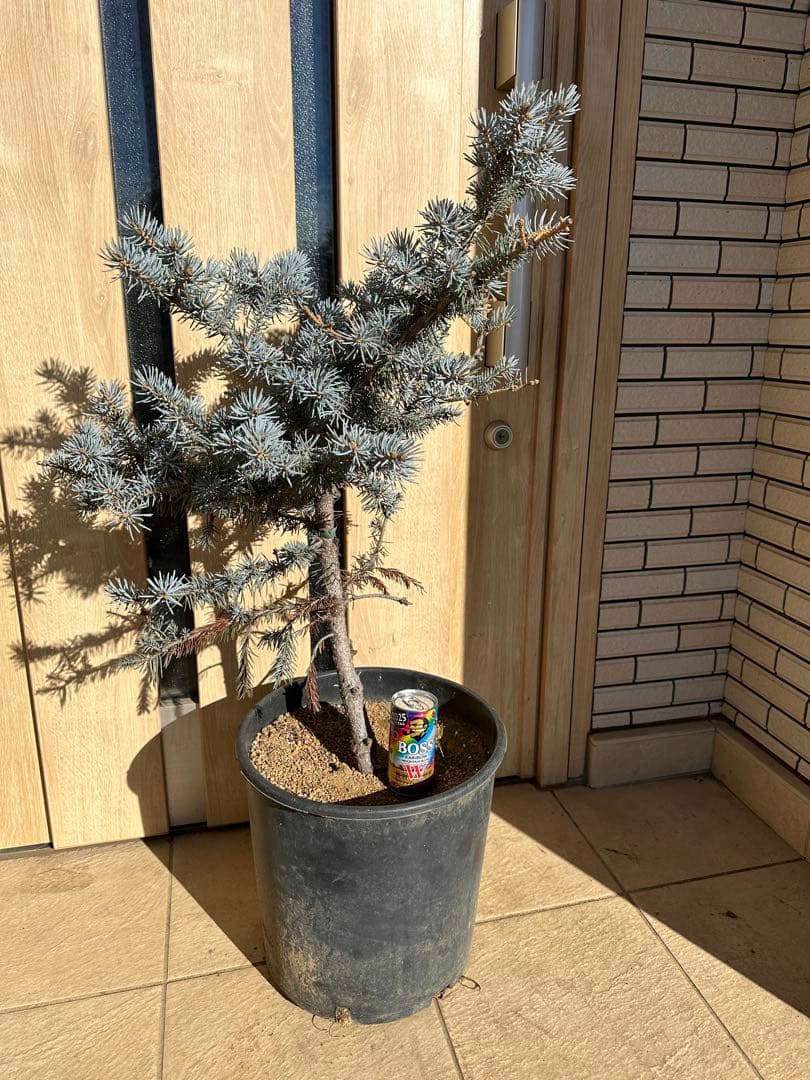 幹太め 約90cm プンゲンストウヒ ホプシー ガーデニング シンボル