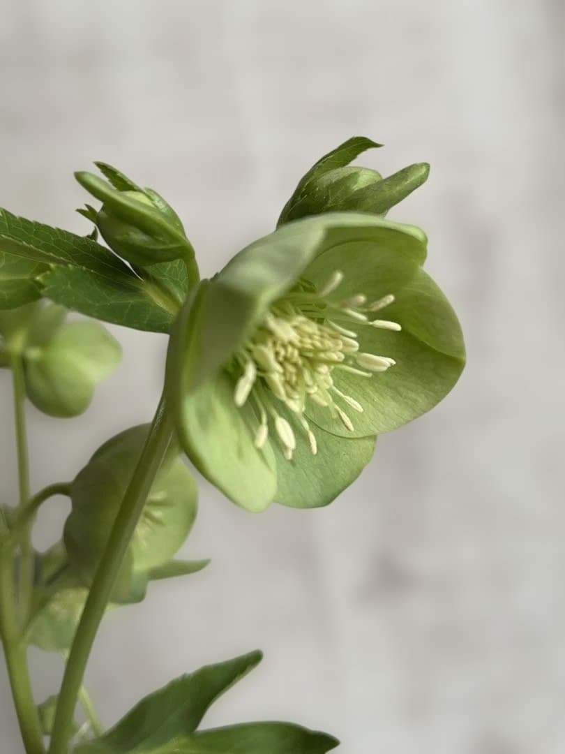 プルプラセンス交配　カップ咲　ライムグリーン　大和園