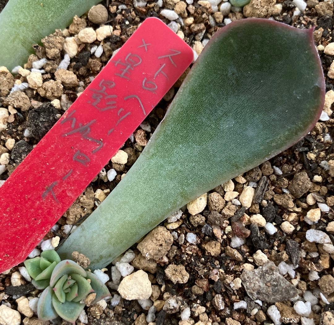 ココスヤシ 根鉢上から130センチ