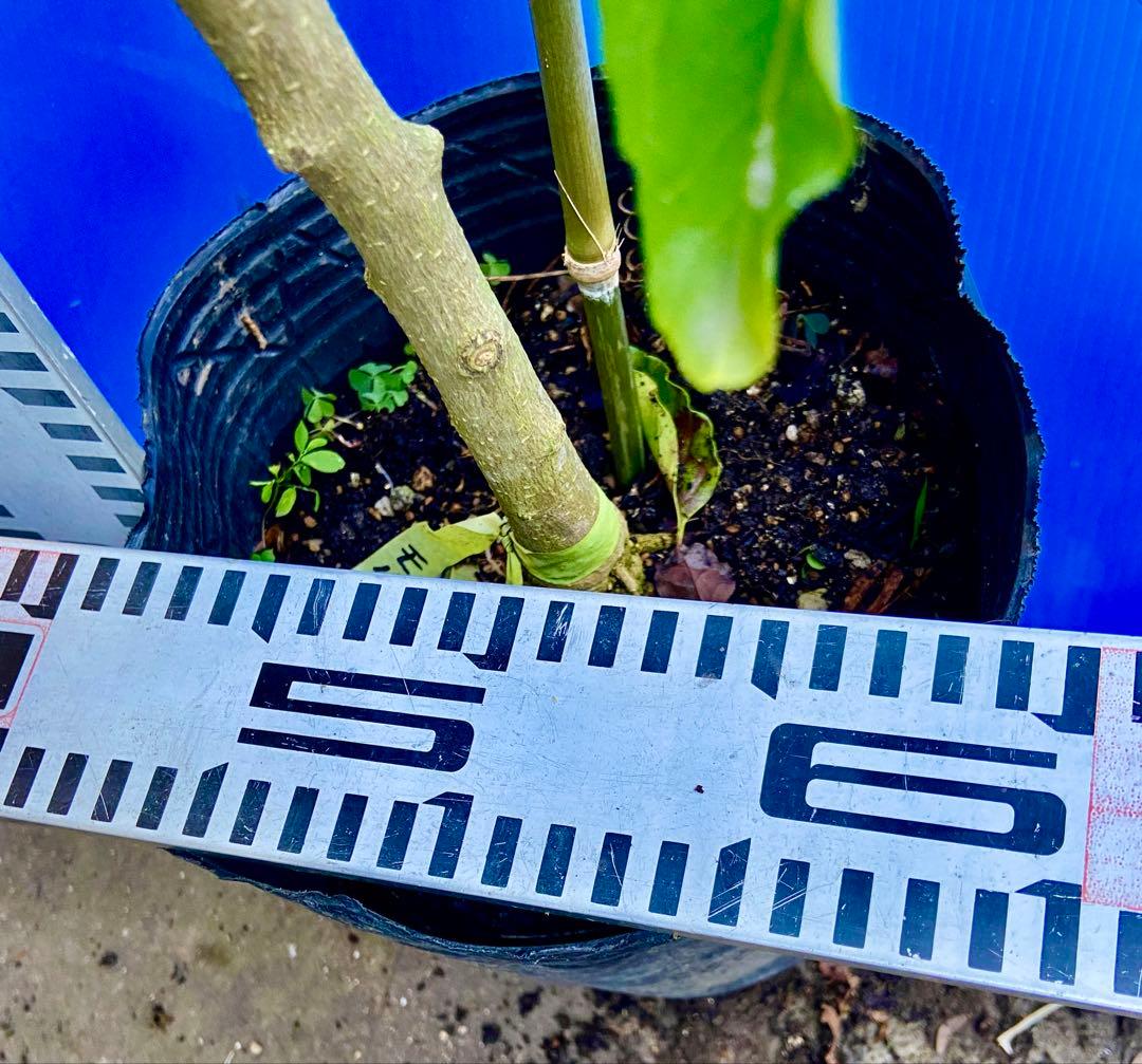 ➄ホワイトサポテ 接木苗モルツビー 大玉種 - メルカリ