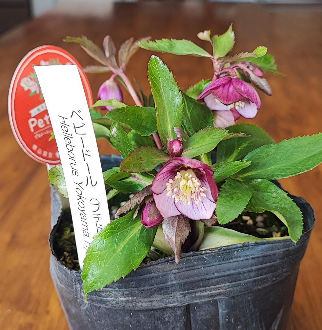 ベビードール★濃赤★クリスマスローズ★開花株★横山園芸 sekiguchidai 音ノ葉 オフィシャル | 【音ノ葉】横山園芸のクリスマス