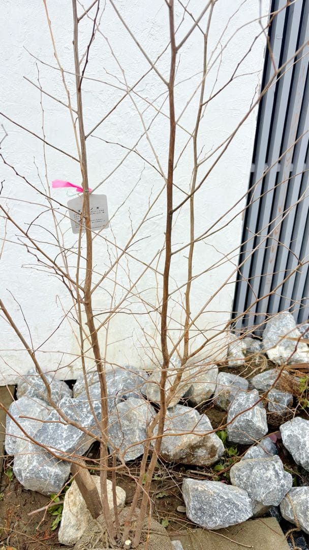 希少。赤花エゴノキピンクチャイム株立ち1.8M(鉢底から) - メルカリ