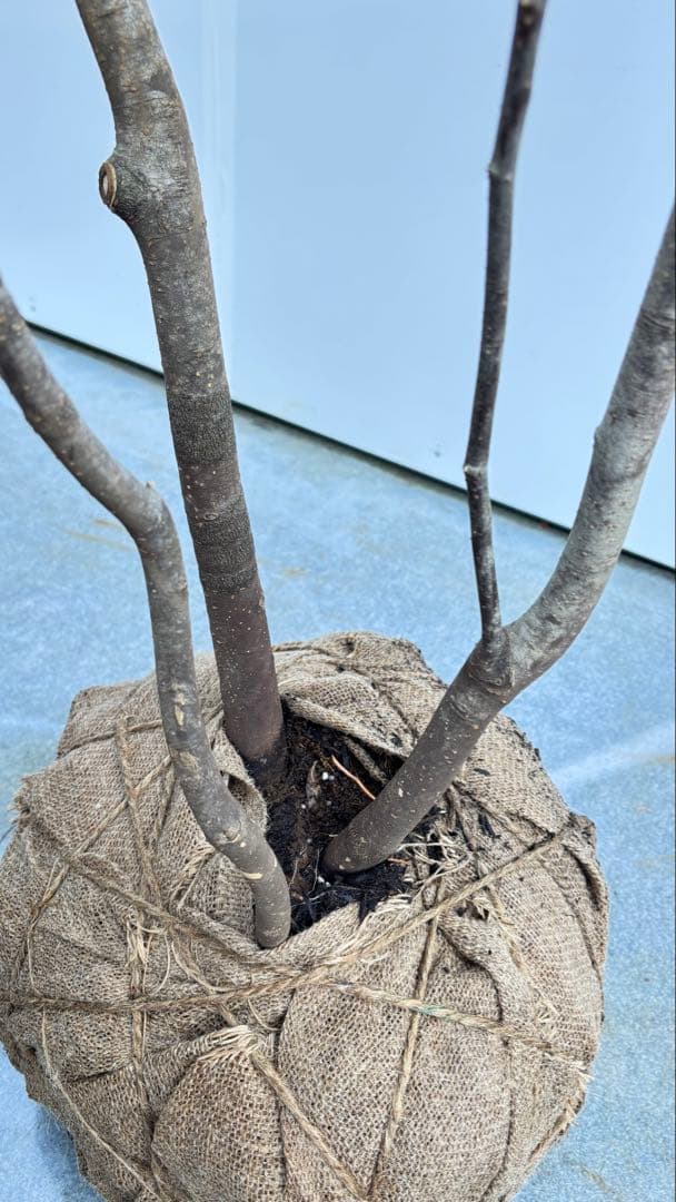 美しい樹形が魅力的 山採り ハイノキ 株立 735 樹高2.1m位 高級樹