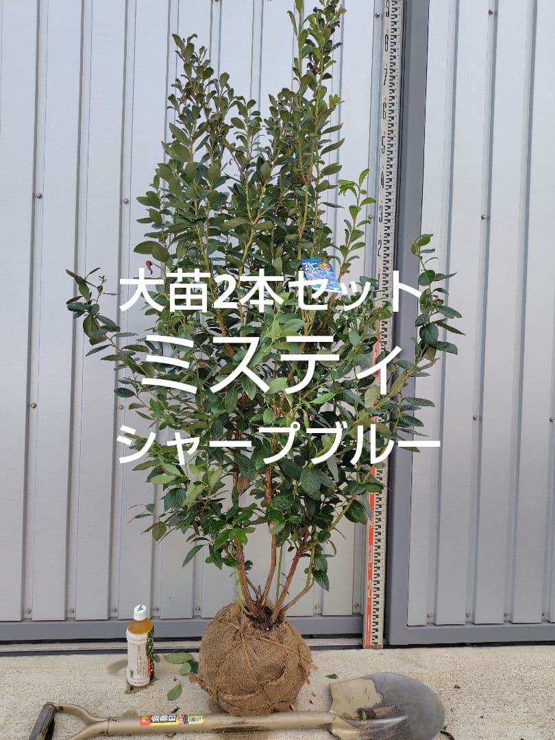 ブルーベリー苗ミスティ＆シャープブルー大苗2本セット 96bbe1cf6f8d7f8eeffe818ecd3fbd