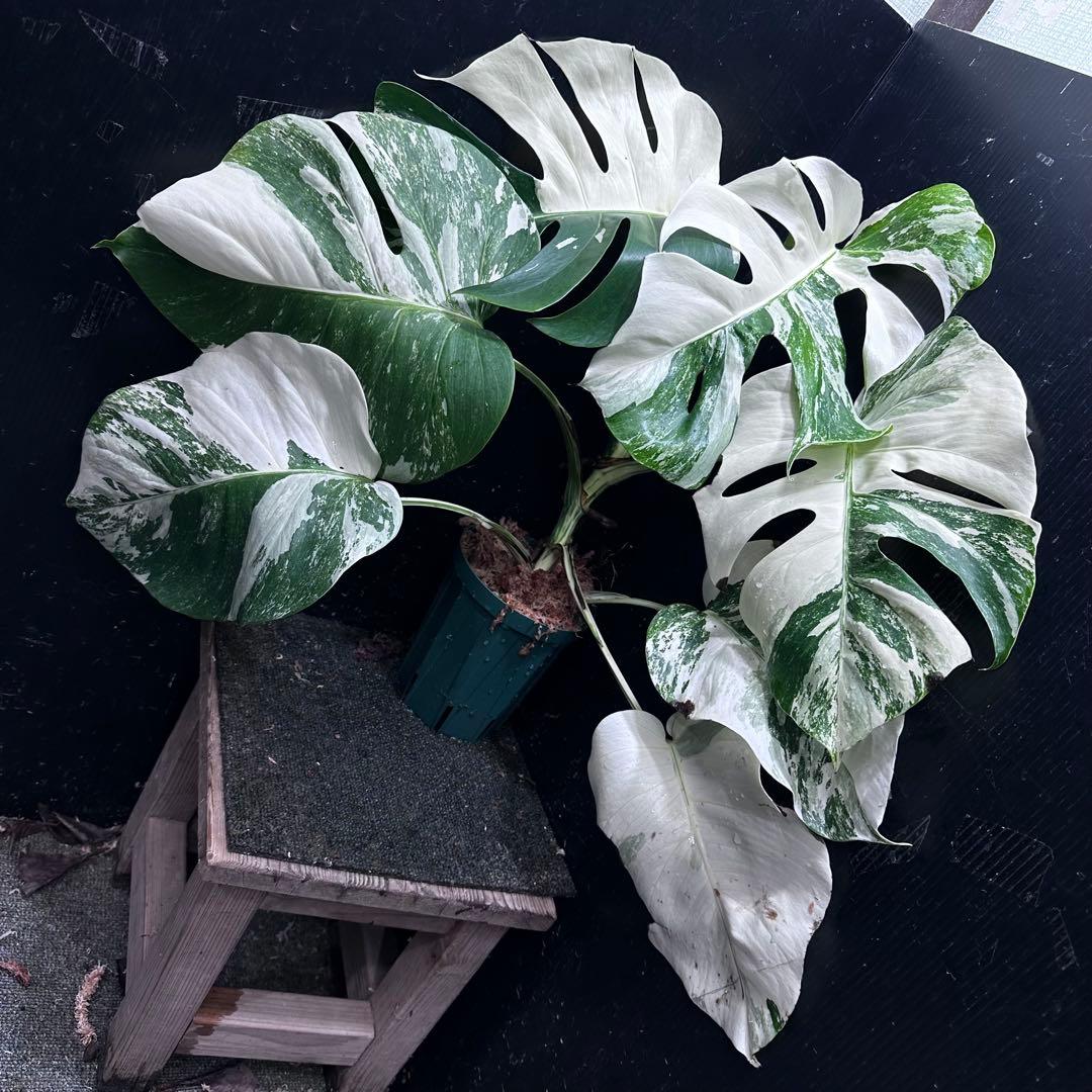 K*a様 斑入りモンステラ ホワイトタイガー極美大株54cm白斑多 ば*ん様 斑入りモンステラ ホワイトタイガー極美大株51cm白斑多 - メルカリ