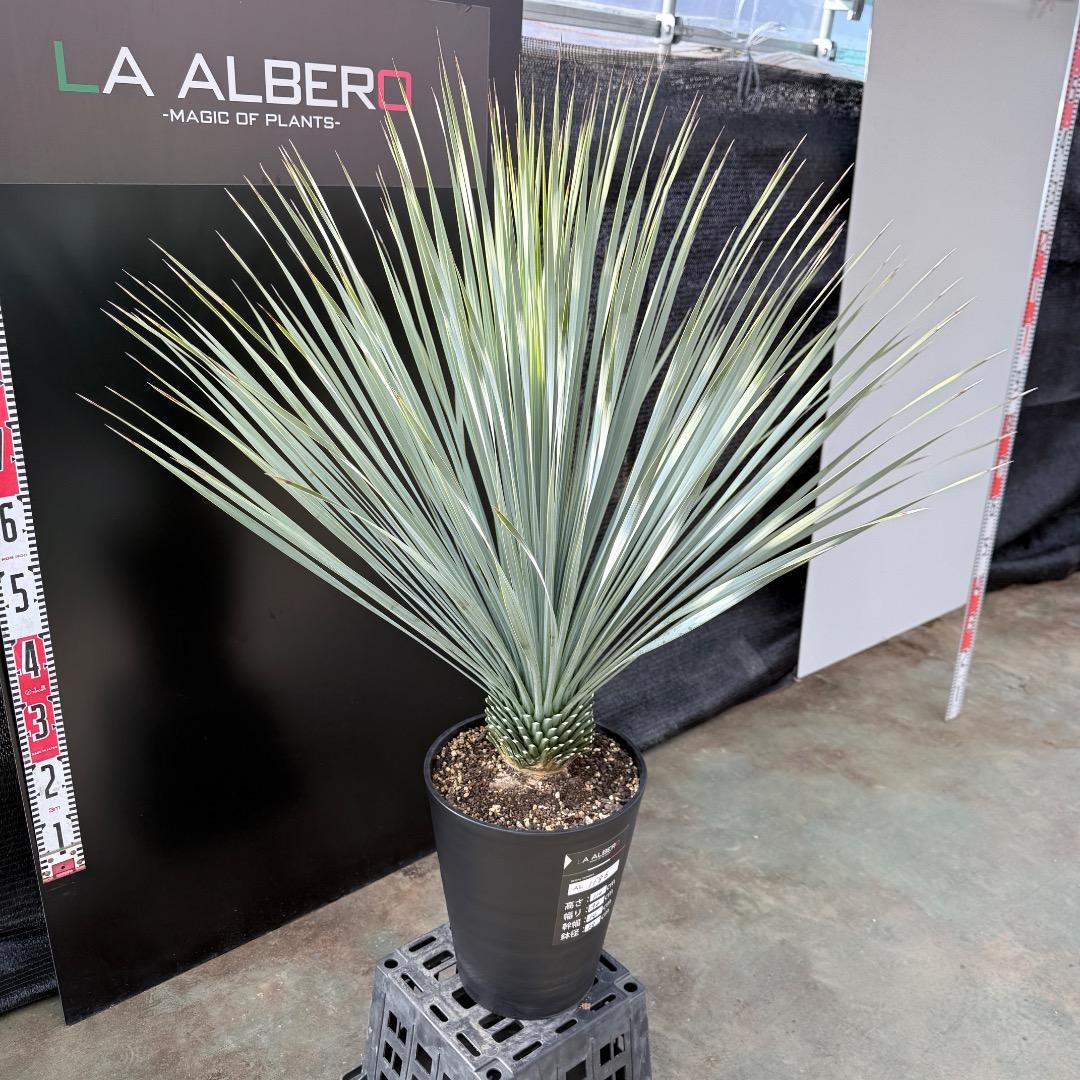 AL1186】ユッカ ロストラータ ランチョブルー - メルカリ 【AL1188