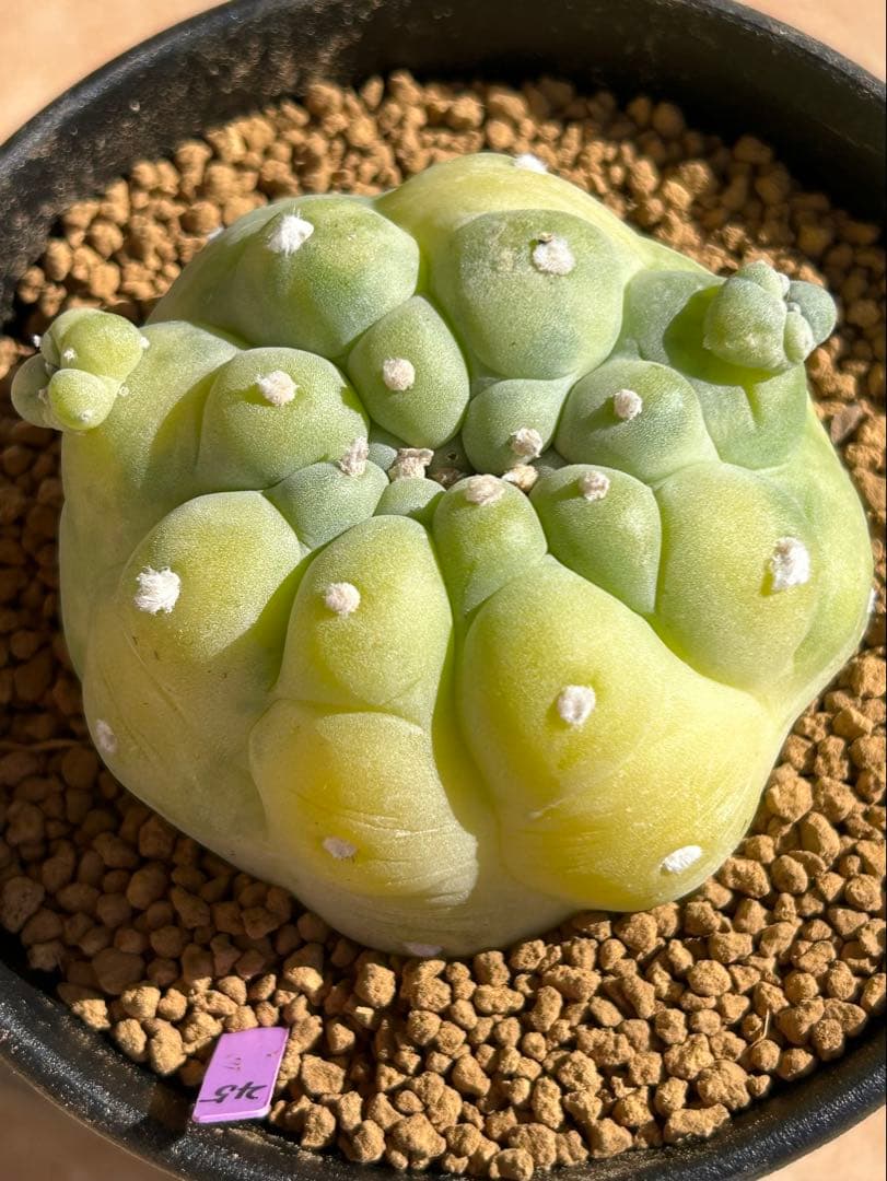 ロフォフォラ 疣銀冠玉錦 超美株