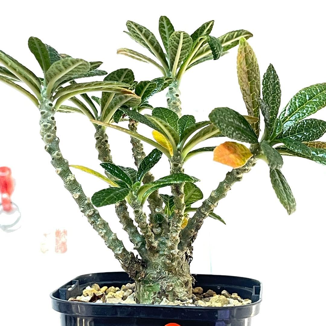 塊根植物】ドルステニア ギガス 国内 実生 ドルステニアギガス ②