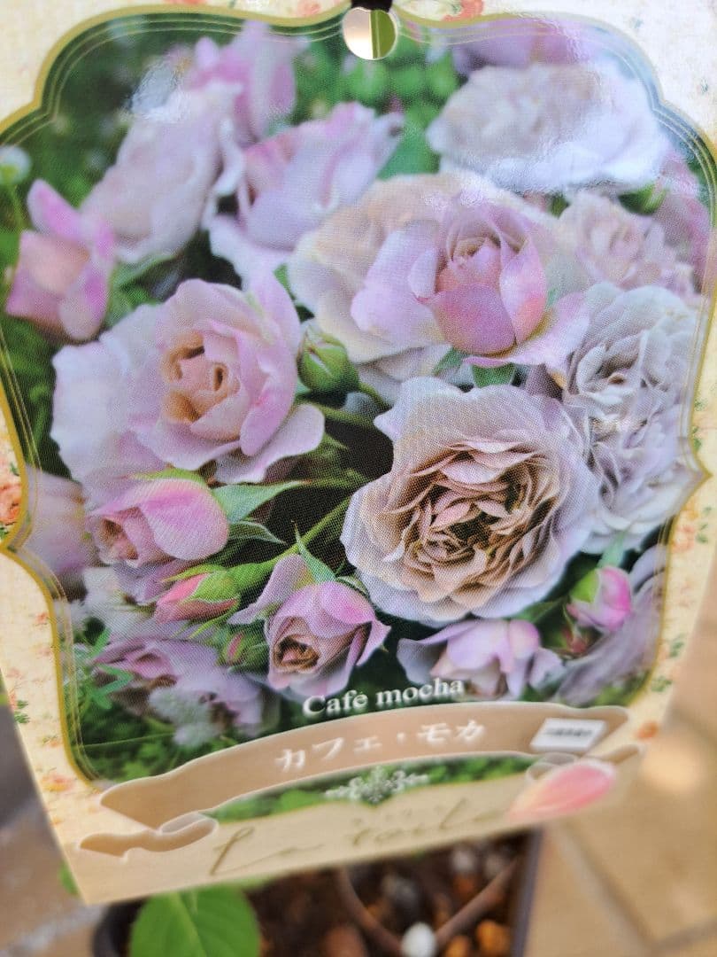 Mayumiさま専用☆河本バラ園正規新苗☆カフェ・モカ 苗 黒鉢 - メルカリ