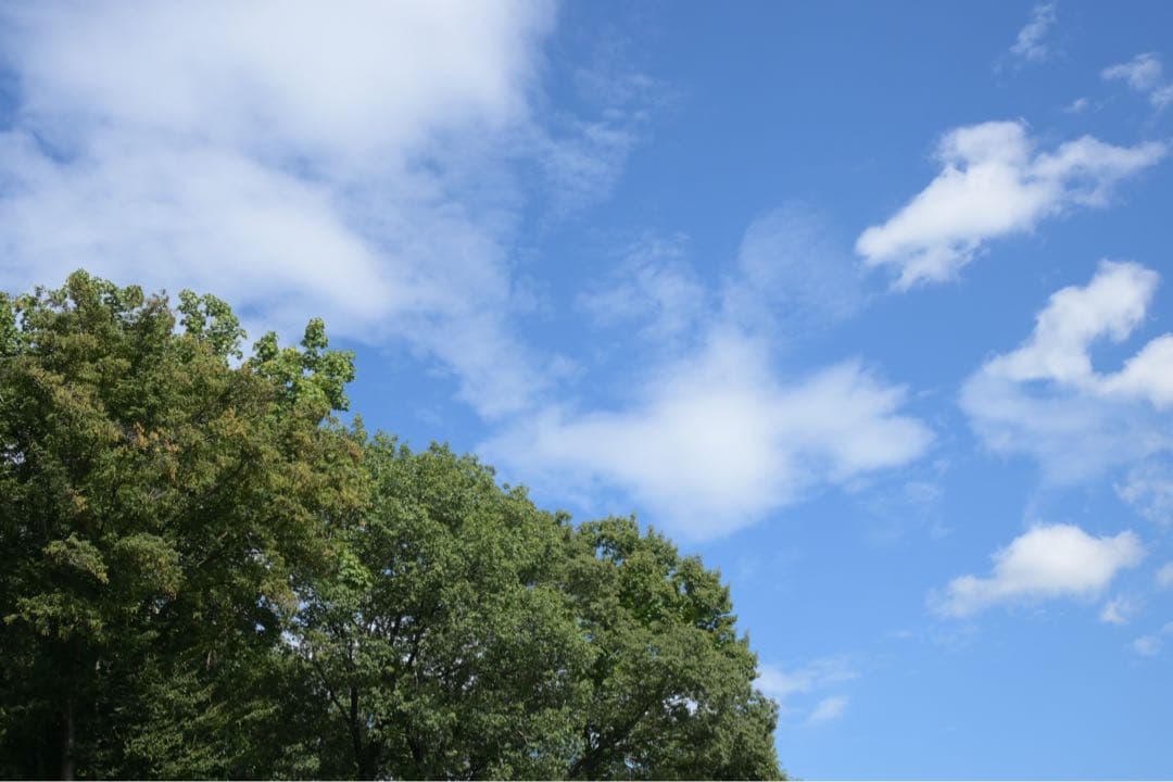 【動作確認済み】NIKKOR Z DX 16-50mm f/3.5-6.3 VR