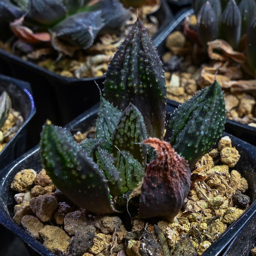 ハオルチア 闇の森 - メルカリ