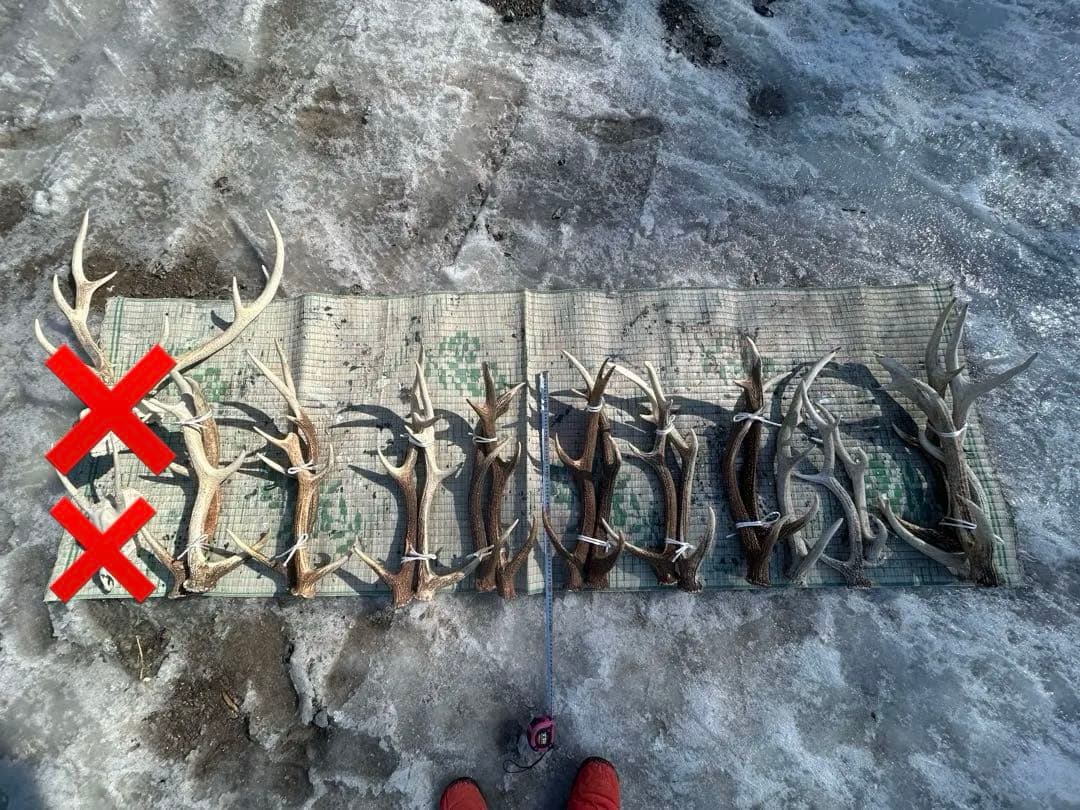 鹿の角　エゾシカ 送料無料 えぞしかの角 ペア 大サイズ 60センチ以上 鹿の角 北海道産