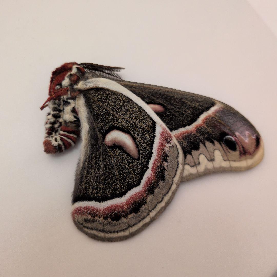 カナダ産 セクロピアサン A品！ 巨大 蝶標本 蛾標本 ヤママユ 美麗