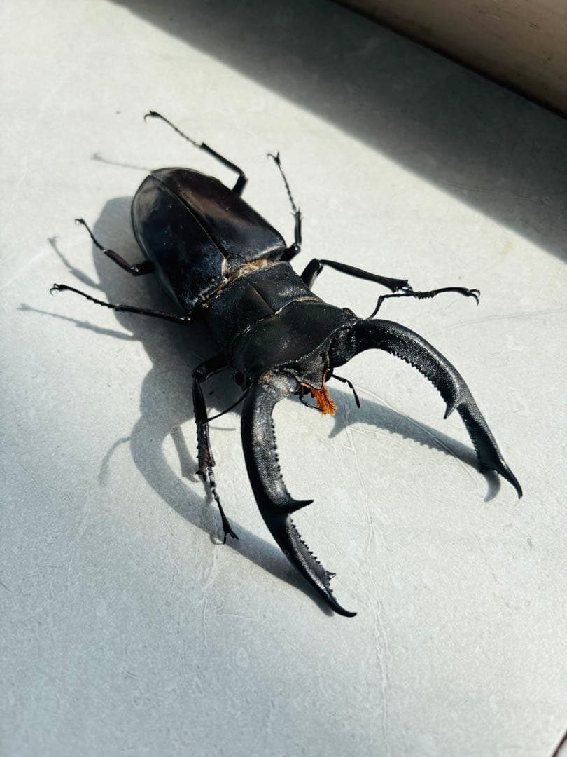 ドイツ産 ゲンゴロウモドキ 31mm ドイツではプロテクトかかってますの