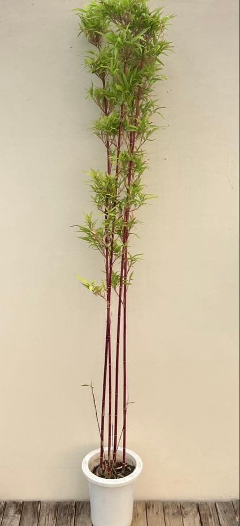 竹　シュチク　朱竹 竹 シュチク 朱竹