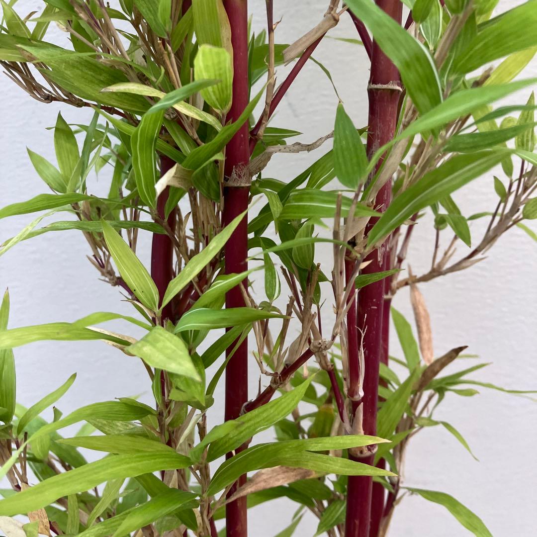 竹 シュチク 朱竹