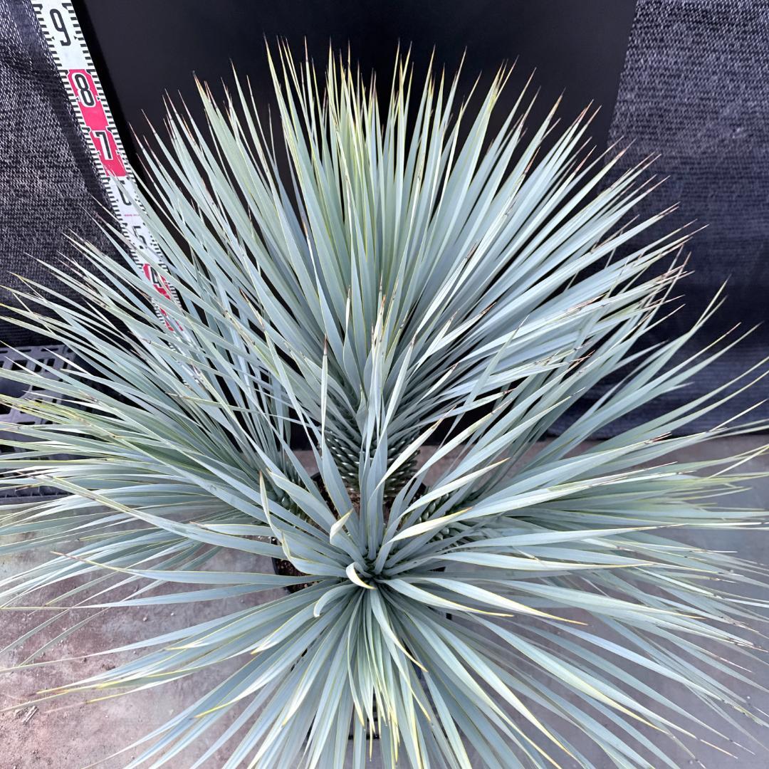 AL1194】ユッカ ロストラータ 超希少4分頭株 - メルカリ