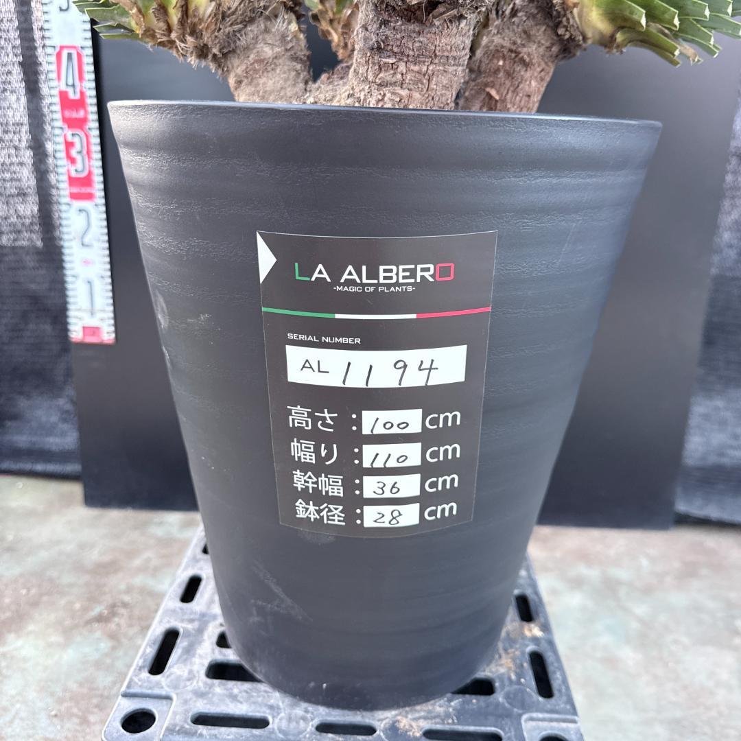 AL1194】ユッカ ロストラータ 超希少4分頭株 - メルカリ