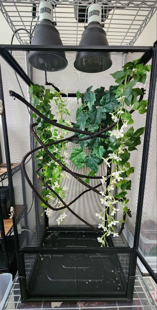 爬虫類ケージ GEX エキゾテラ スクリーンテラリウム 4590 メッシュケージ 楽天市場】爬虫類ケージ GEX エキゾテラ スクリーンテラリウム