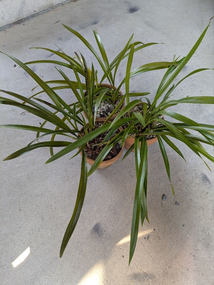 キンリョウヘン 白花 3鉢 日本蜜蜂 誘引