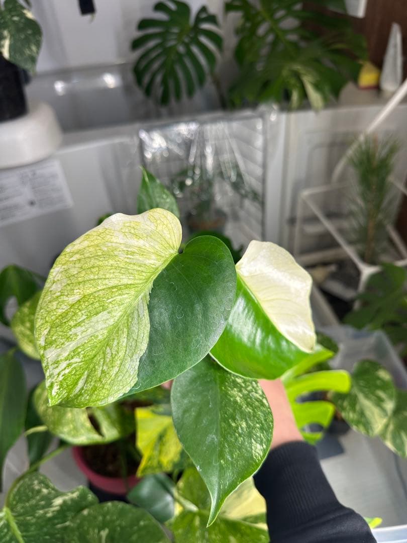 自*間様 モンステラデリシオーサミントトリカラー 輸入株 モンステラ・デリシオーサ 'ミント トリカラー' Monstera deliciosa