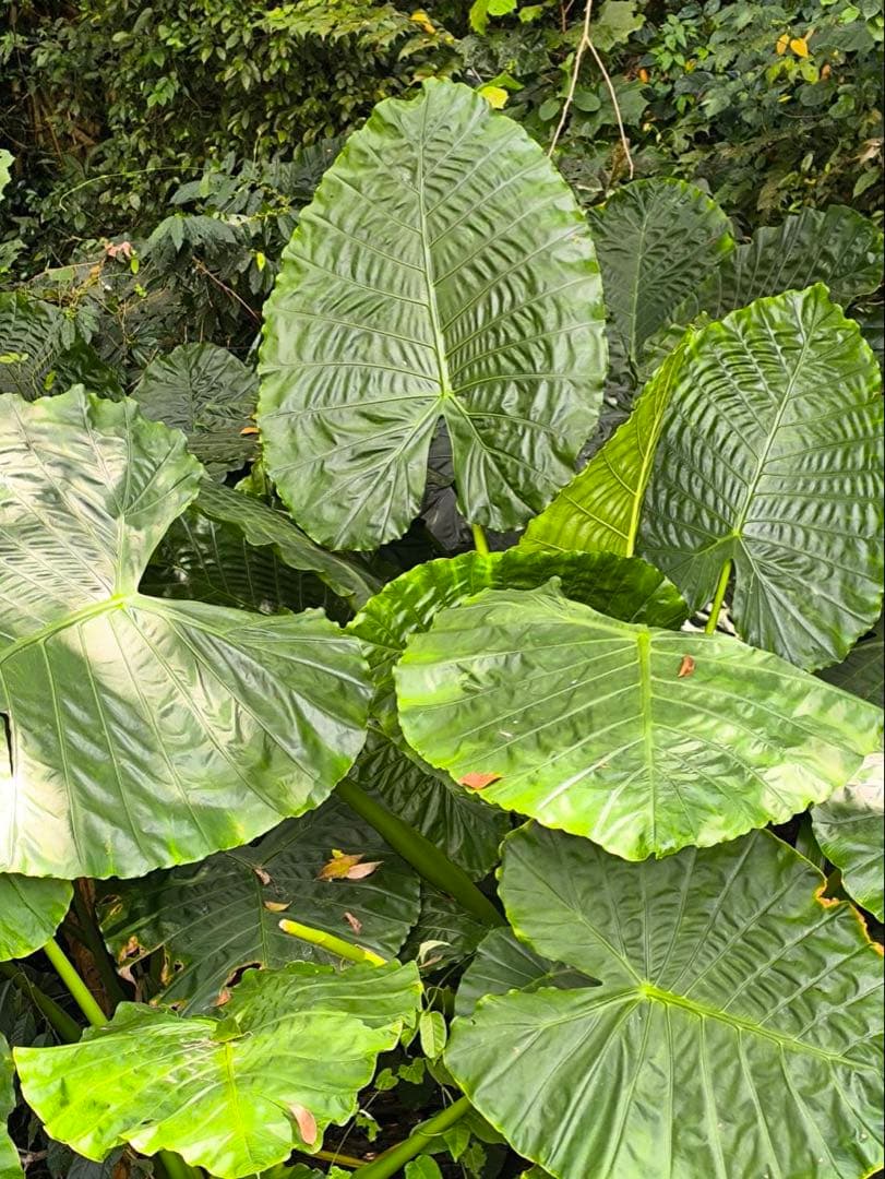 原種 世界最大 アロカシア ロブスタ サトイモ科 アロイド パルダリウム