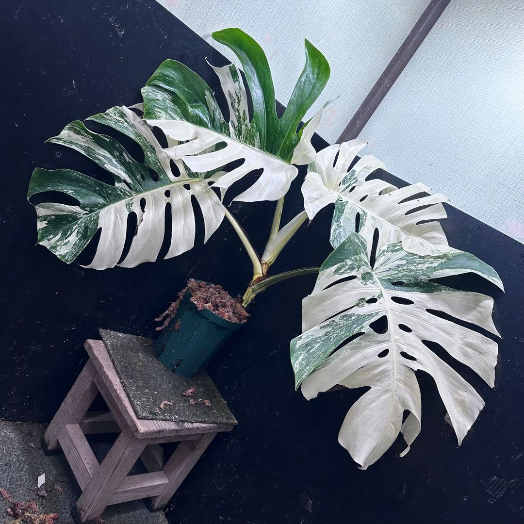 の*ん様 斑入りモンステラ ホワイトタイガー極美大株70cm白斑多 斑入りモンステラ ホワイトタイガー極美大株70cm白斑多 - メルカリ