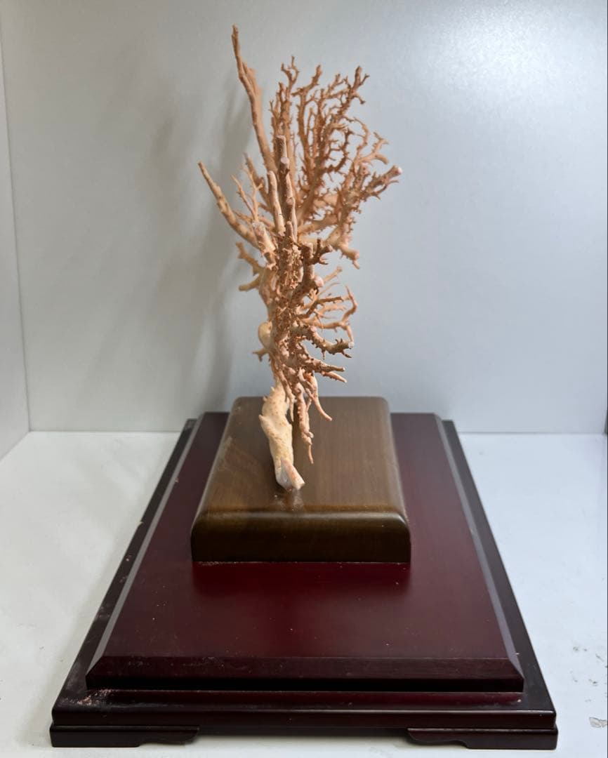 本桃色珊瑚　超特大原木　ガラスケース付　東Y8-0105☆2Fタサオ