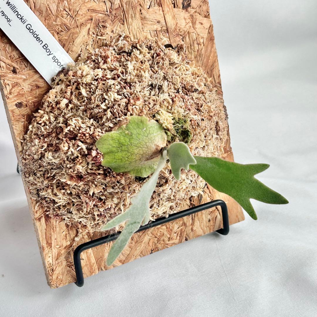 P. wilinckii Golden Boy spore【6】 - メルカリ