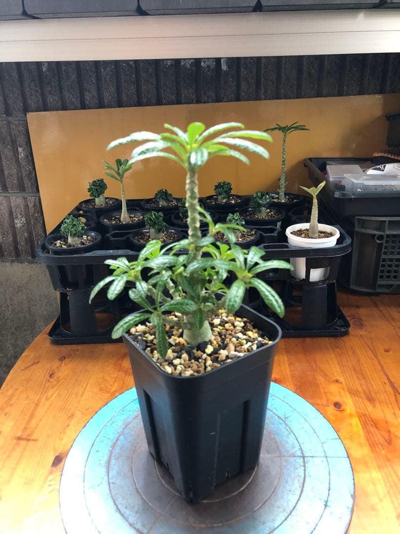 ドルステニア・ギガス　国内実生　A2 ドルステニア ギガス【実生】A | RAFLUM / ラフラム｜東京、大阪の塊根