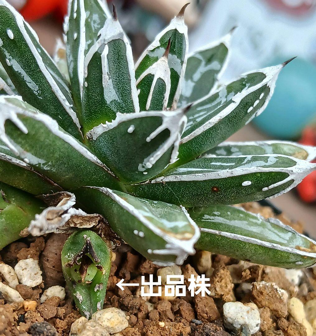 アガベ 名峰富士 仔株【希少 選抜】検索 ロウルサンコ 姫笹の雪 極姫