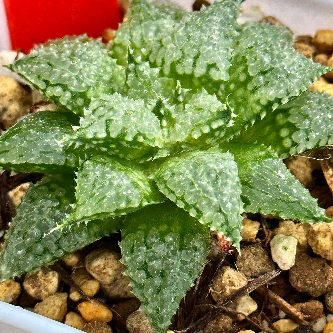 O*Z様 バブルコレクタ 超美株 ハオルチア 観葉植物 オークション 69