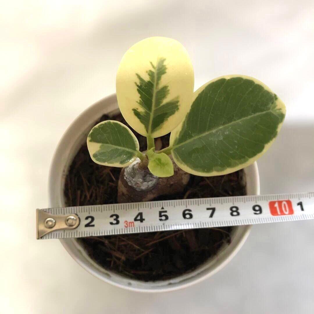 る*♪様 パンダ ガジュマル 斑入り 接木 - メルカリ